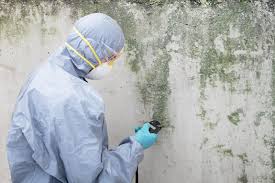 Asbestos and Lead Testing During Mold Inspection in Dundee, MI